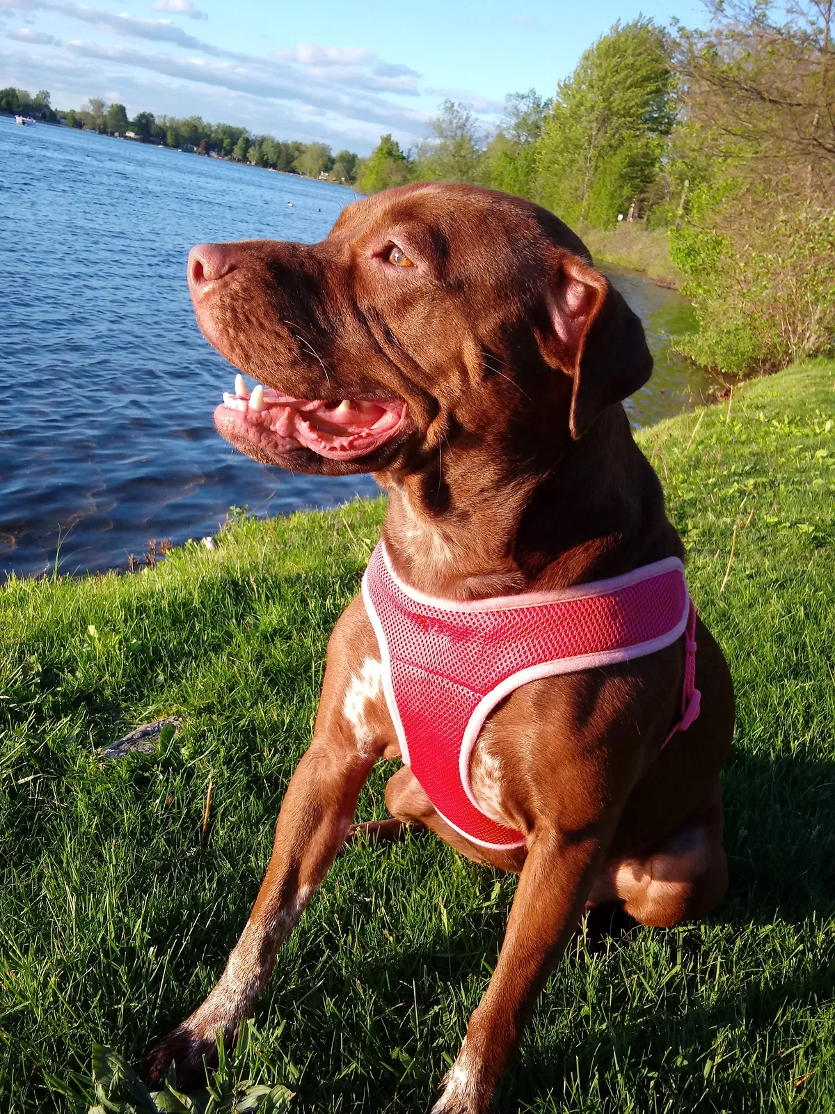 Lost dog in Rochester, MI, 48309