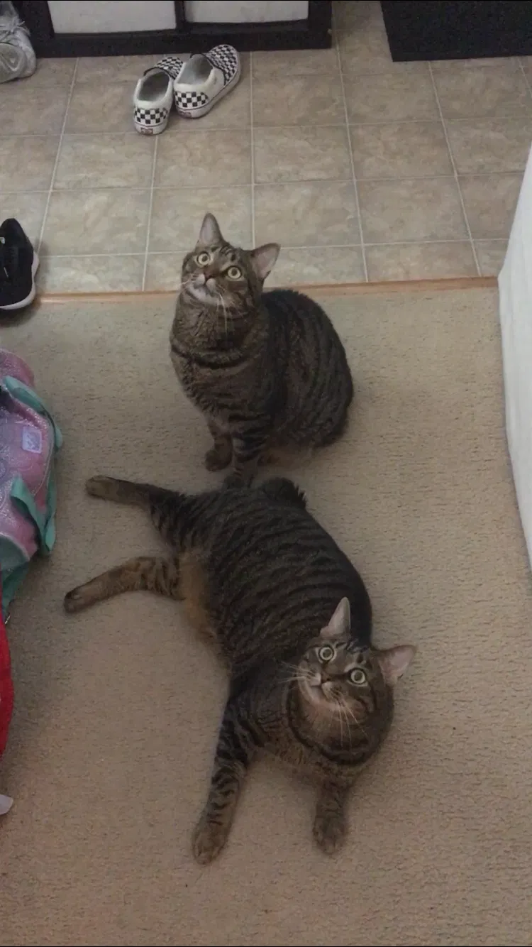 Lost cat in Loveland, OH, 45140