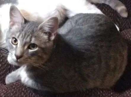Lost cat in Lebanon, PA, 17046
