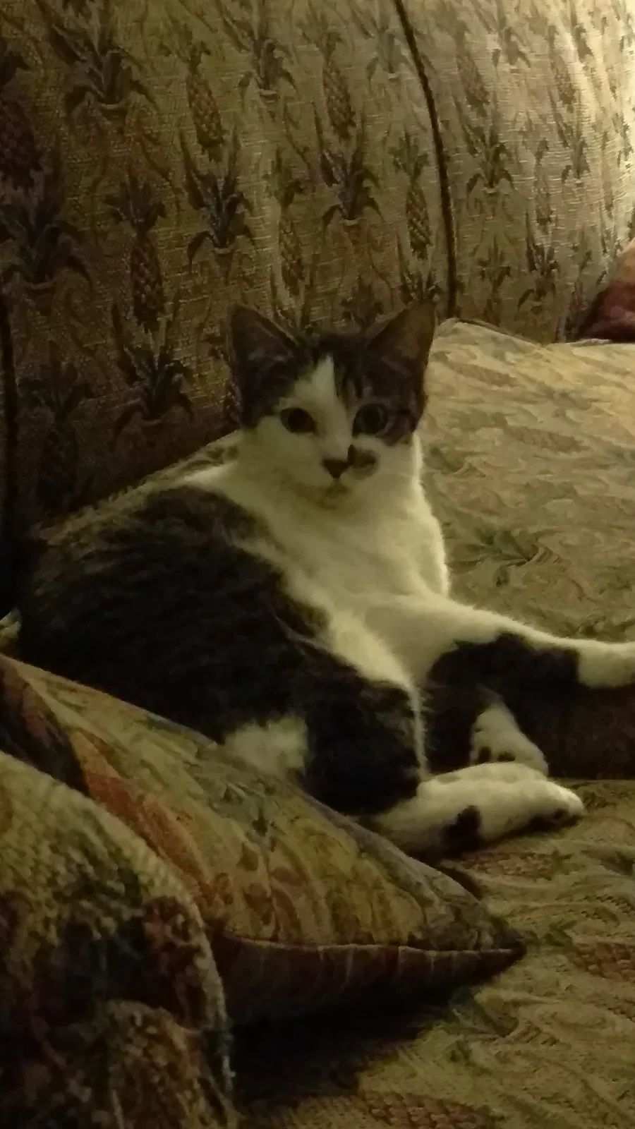 Lost cat in Minneapolis, MN, 55407