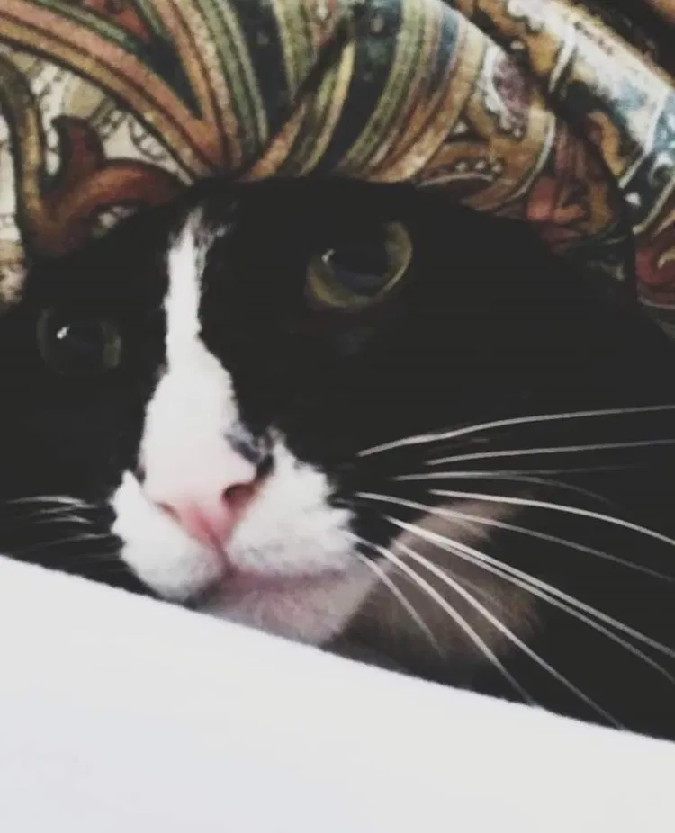 Lost cat in Crawfordsville, IN, 47933