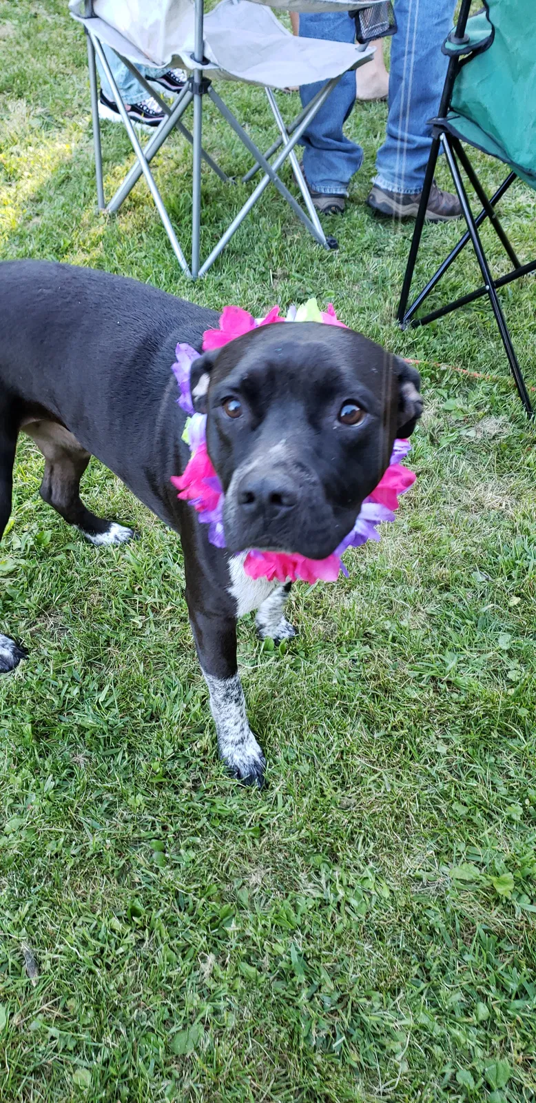 Lost dog in Pine City, MN, 55063