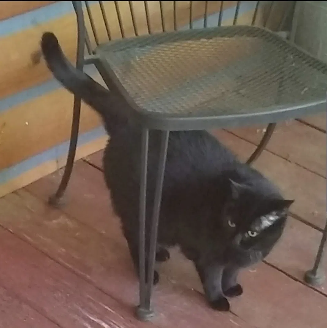 Lost cat in Mooresville, NC, 28115