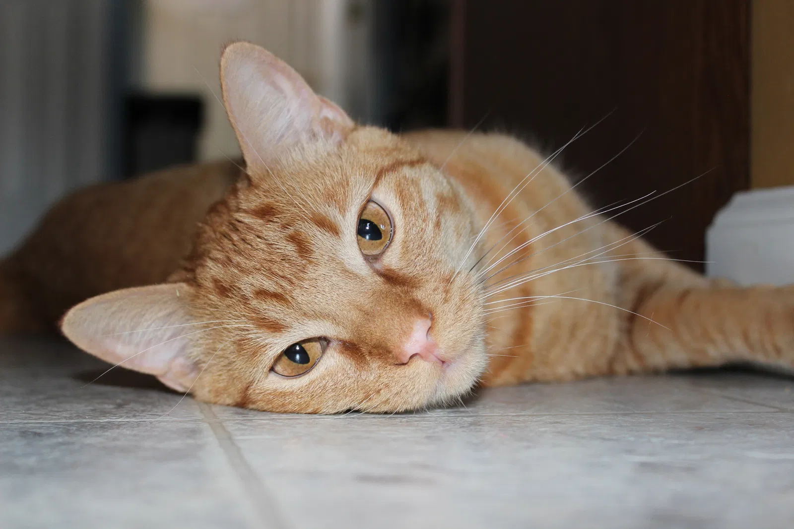 Lost cat in Fenton, MO, 63026