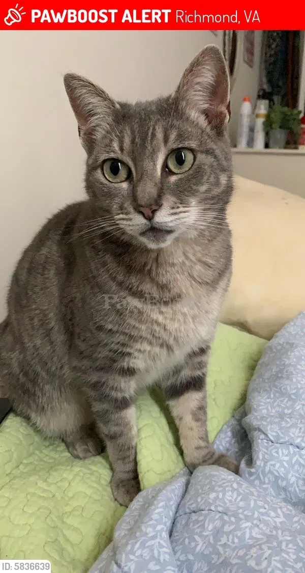 Lost cat in Richmond, VA, 23221