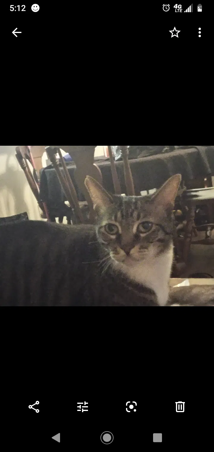 Lost cat in Las Vegas, NV, 89178