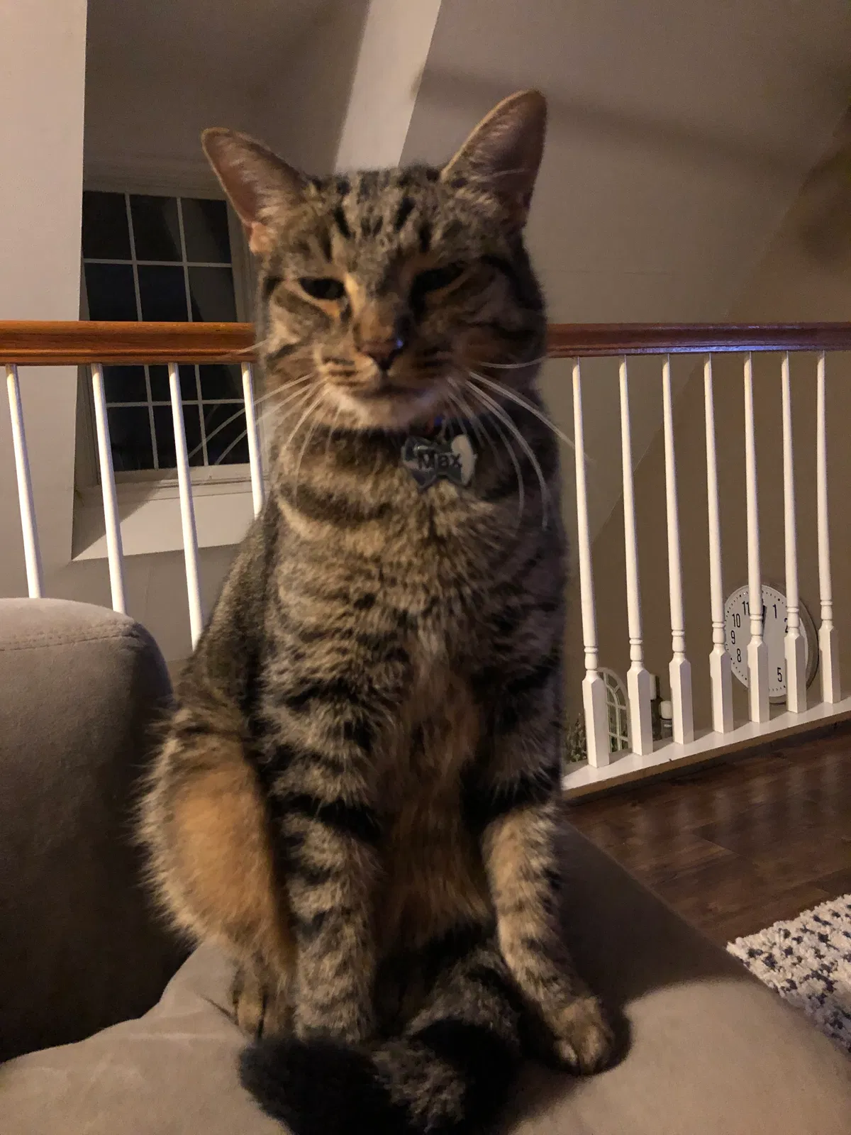 Lost cat in Chesterfield, VA, 23832