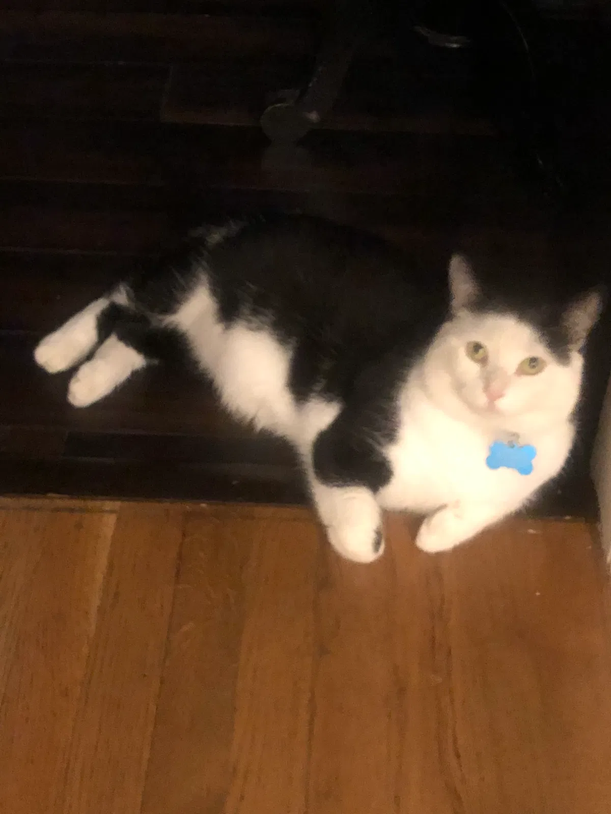 Lost cat in Midlothian, VA, 23113