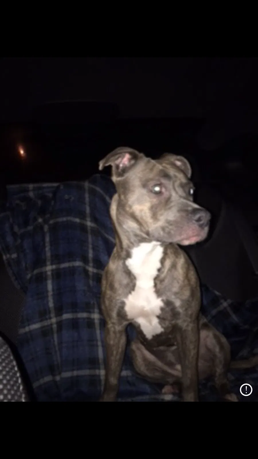 Lost dog in Covington, GA, 30014