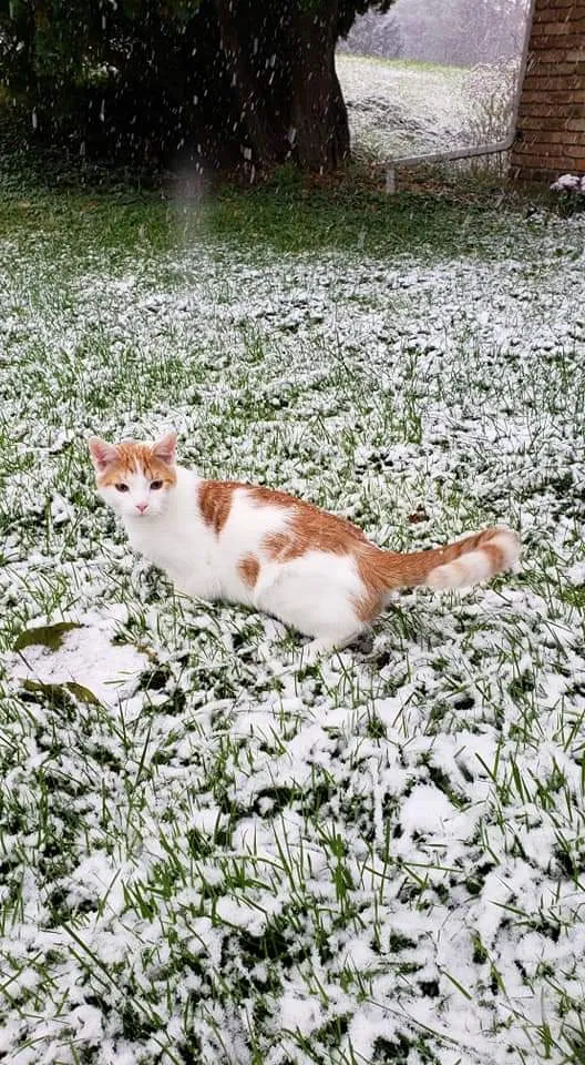 Lost cat in North Branch, MN, 55056