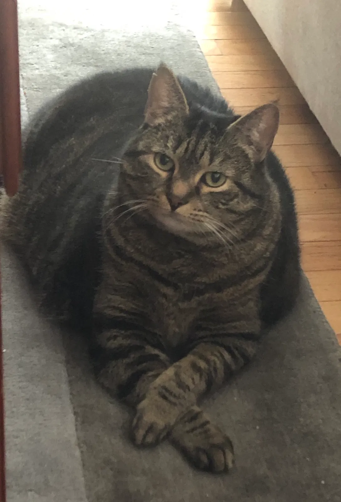 Lost cat in Glen Allen, VA, 23060