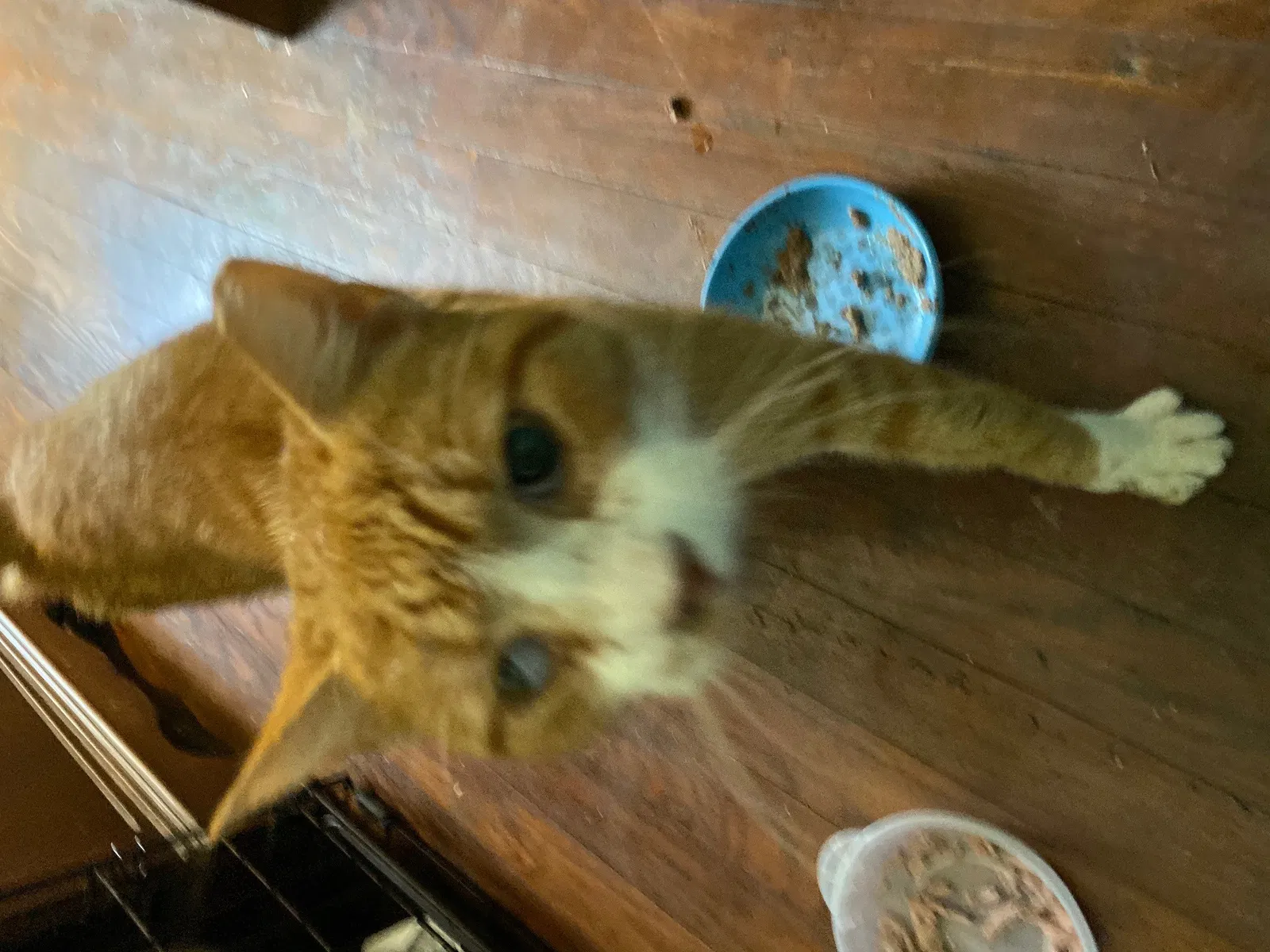 Lost cat in Malvern, PA, 19355