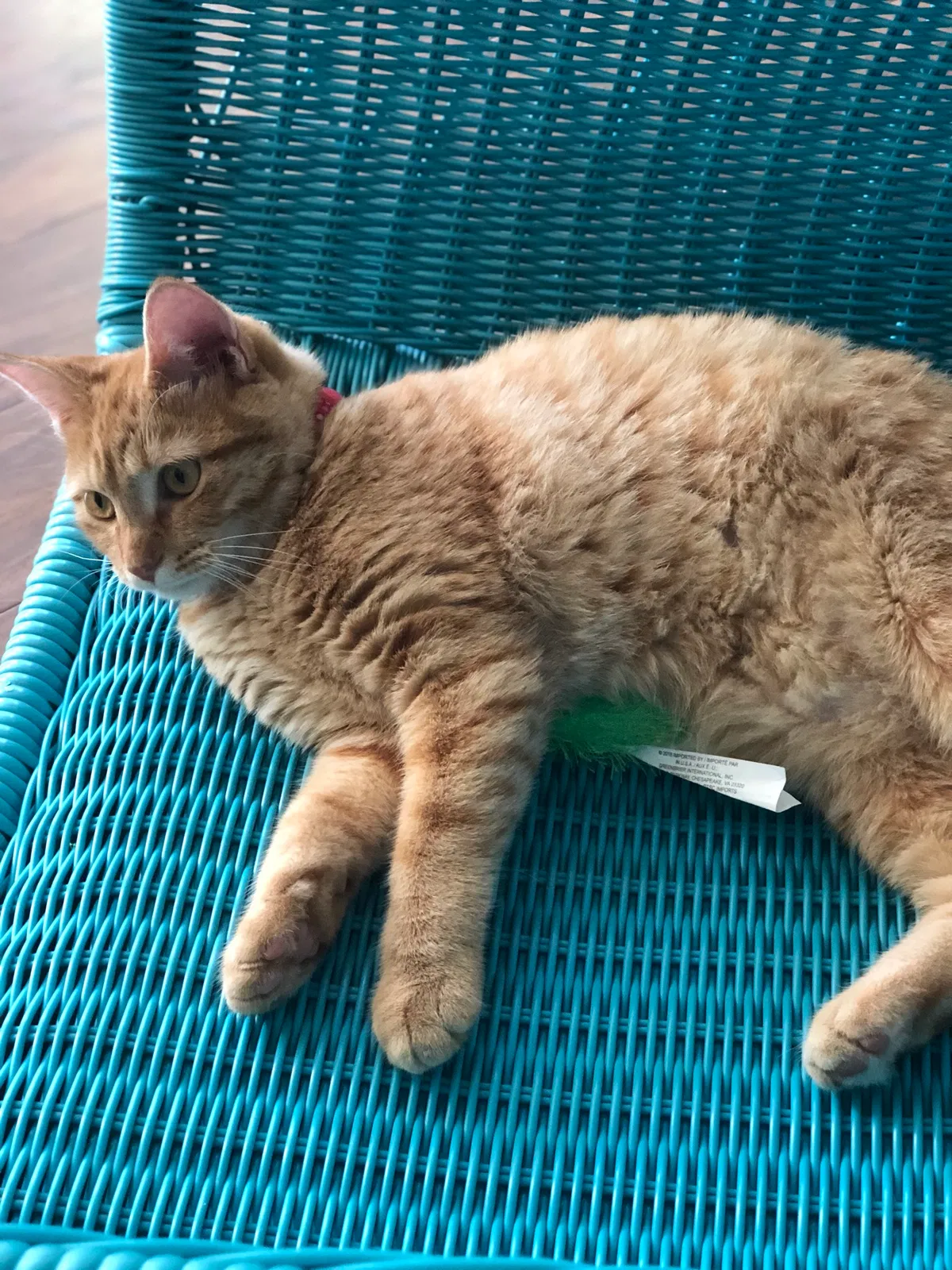 Lost cat in Saint Louis, MO, 63129