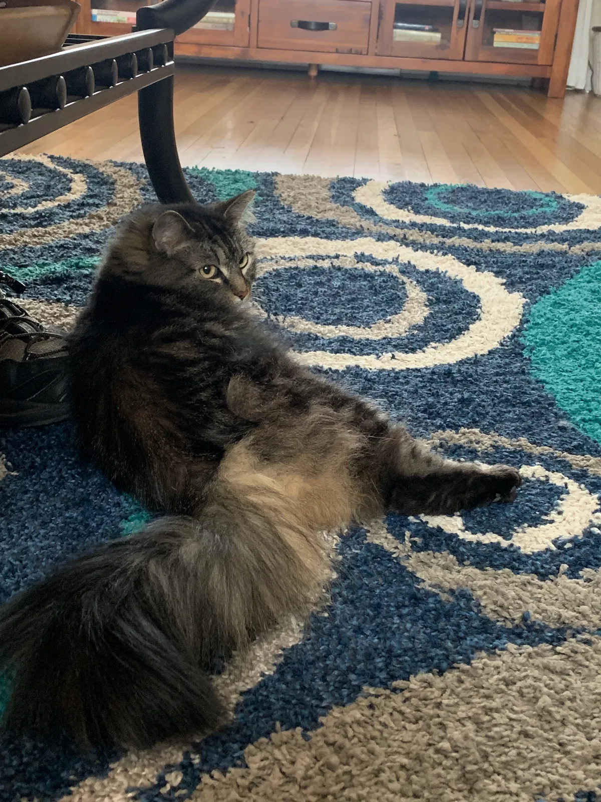 Lost cat in Greensburg, PA, 15601