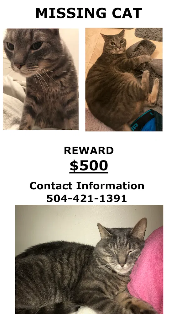 Lost cat in Metairie, LA, 70001