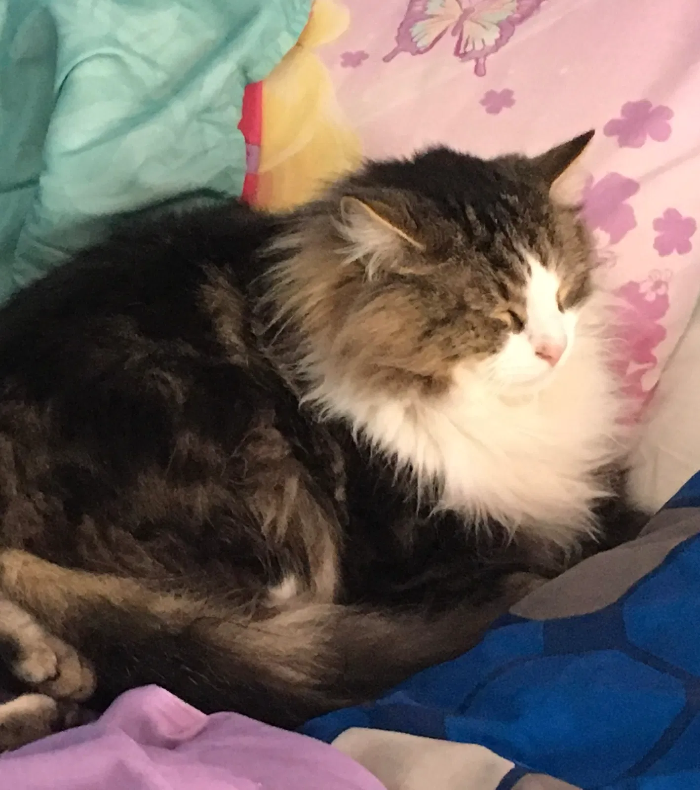 Lost cat in East Hartford, CT, 6118