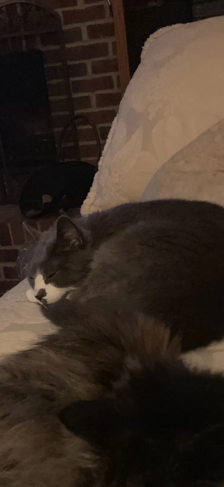 Lost cat in Columbus, OH, 43221