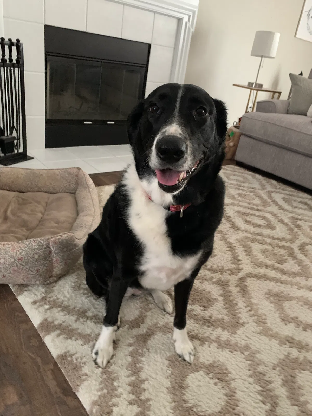 Lost dog in Lewis Center, OH, 43035