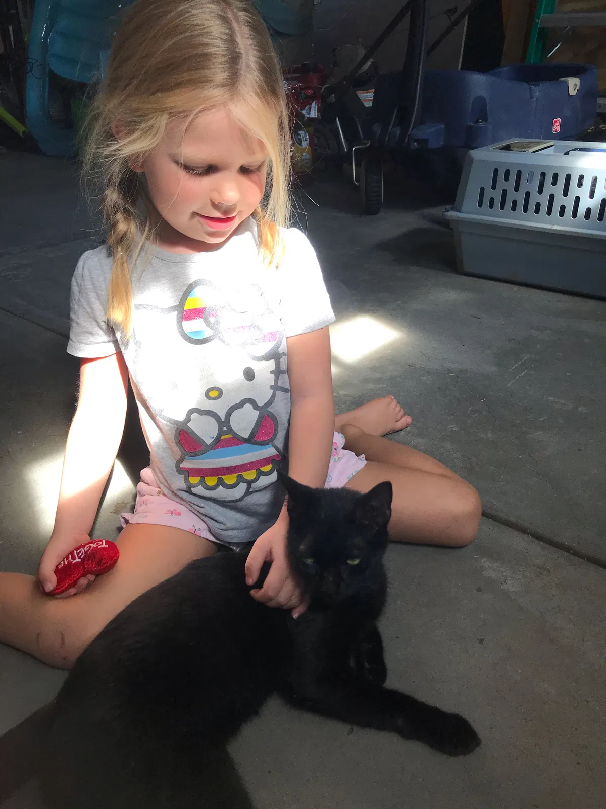 Lost cat in Greenville, SC, 29607