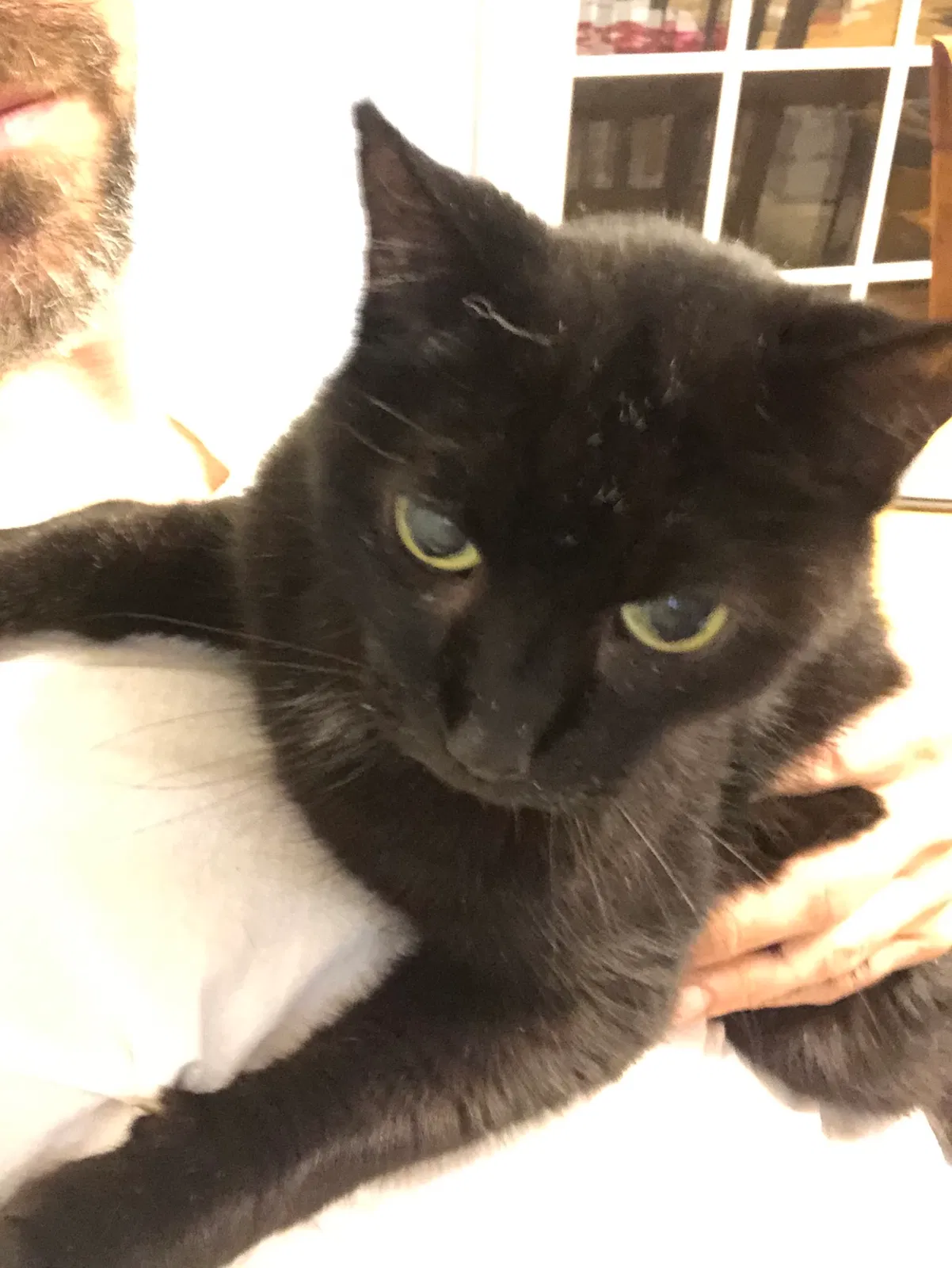 Lost cat in Harvest, AL, 35749