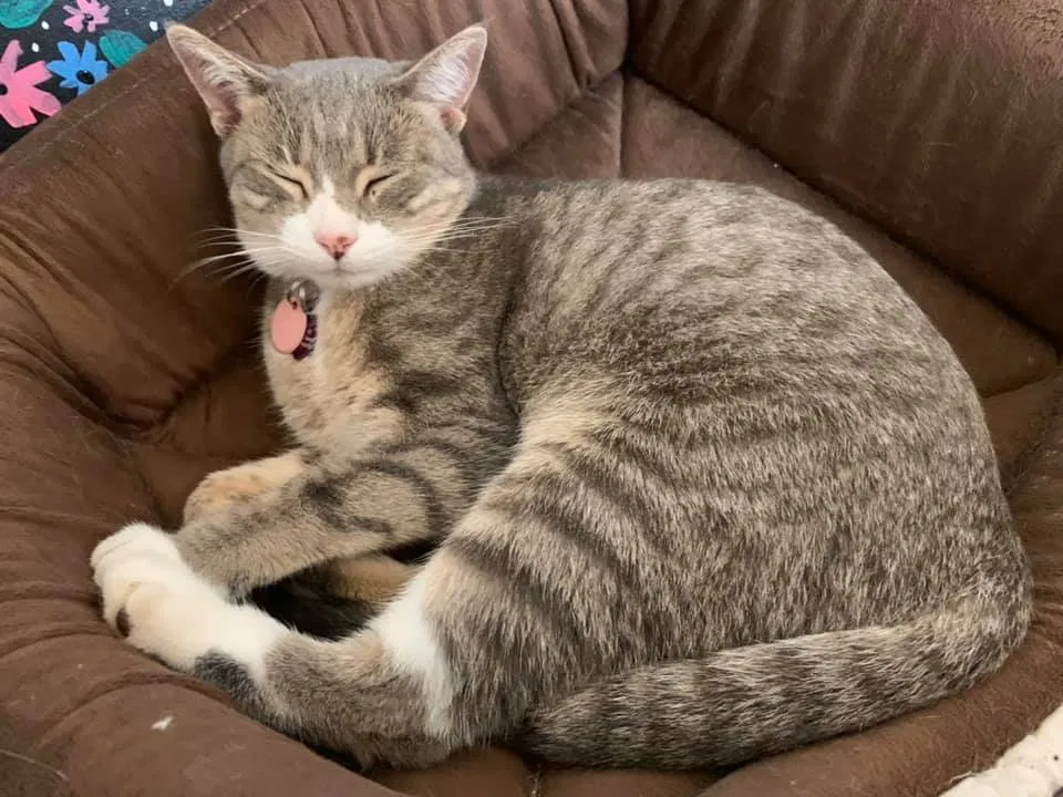 Lost cat in Clemson, SC, 29631
