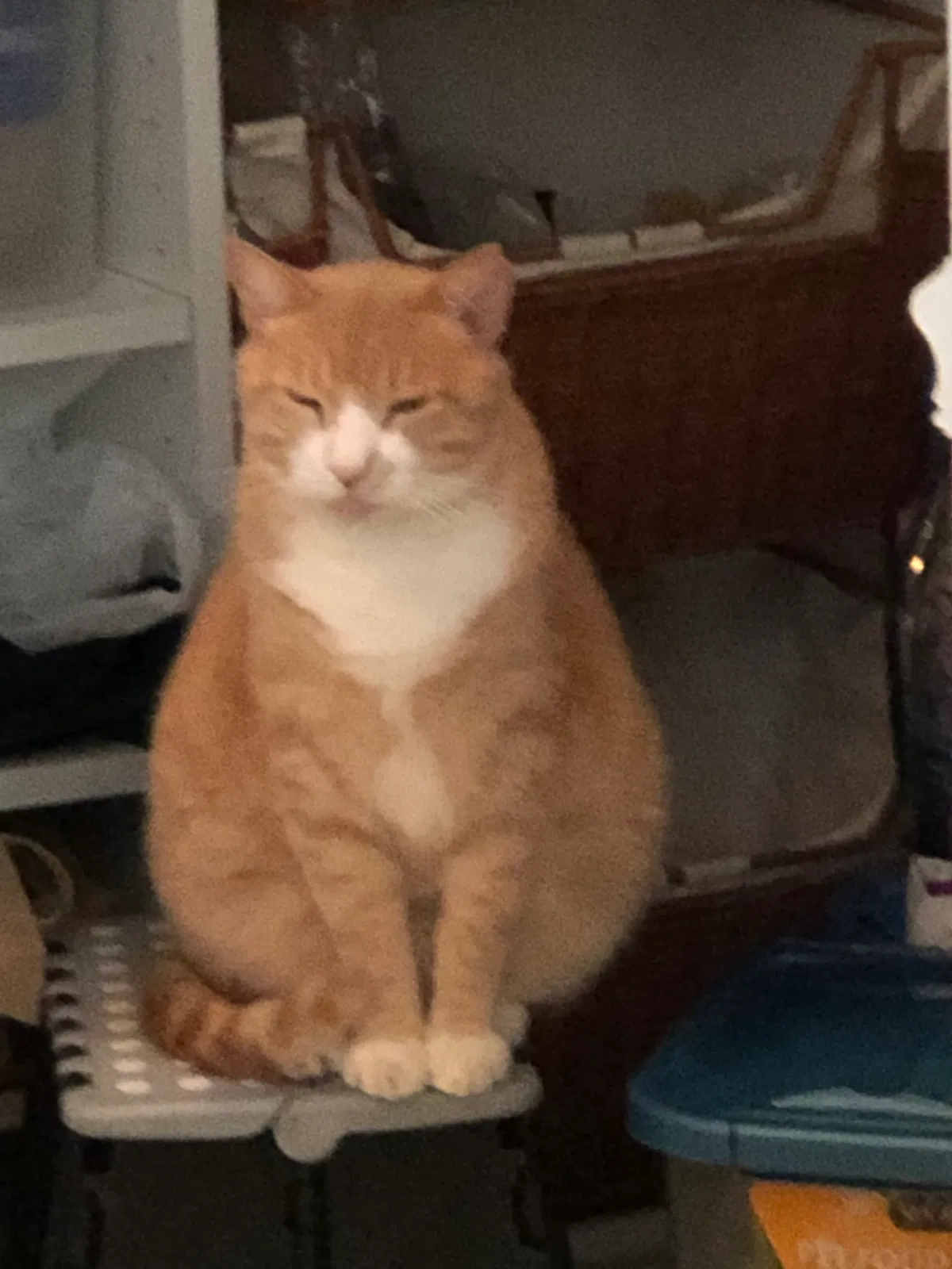 Lost cat in Wellington, FL, 33414