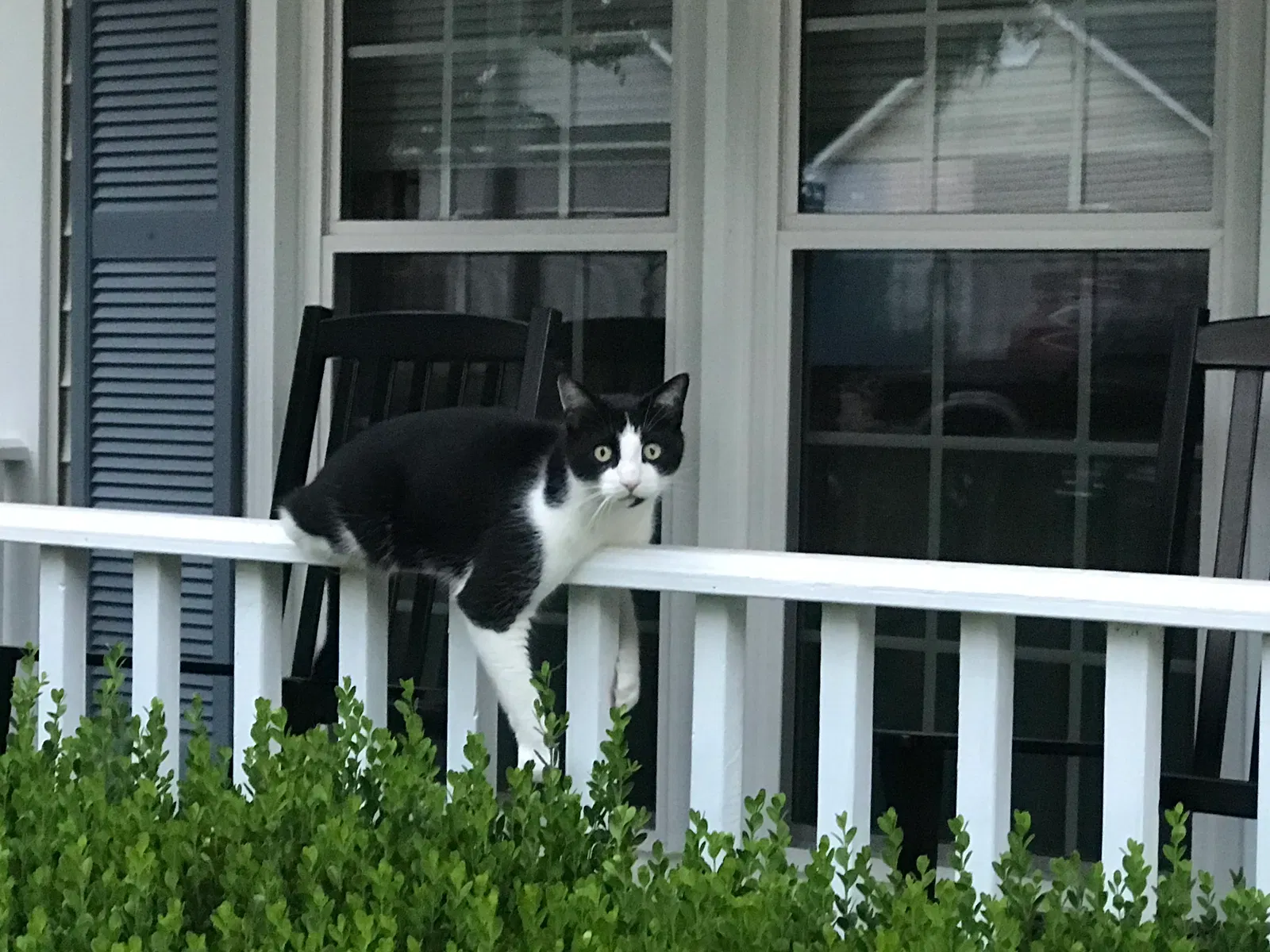 Lost cat in Simpsonville, SC, 29681