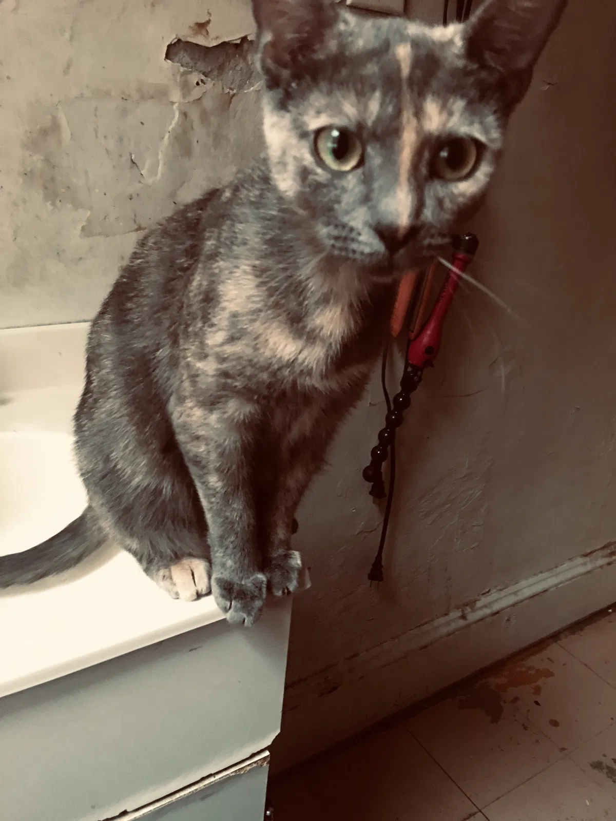 Lost cat in Philadelphia, PA, 19134