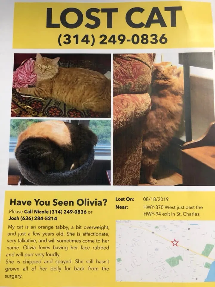 Lost cat in Saint Charles, MO, 63301