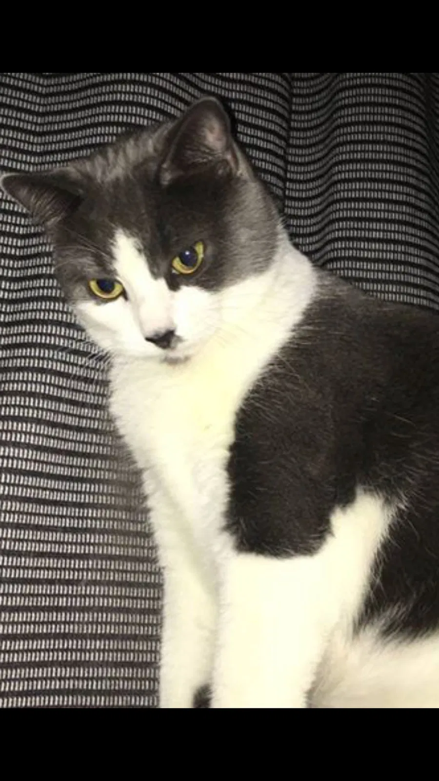 Lost cat in West Hartford, CT, 6119