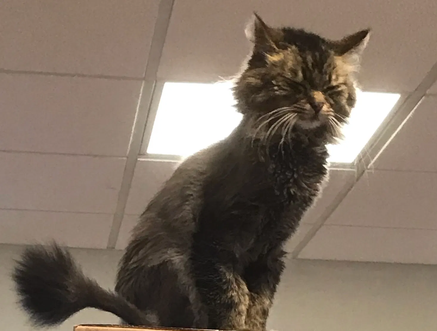 Lost cat in Batavia, OH, 45103
