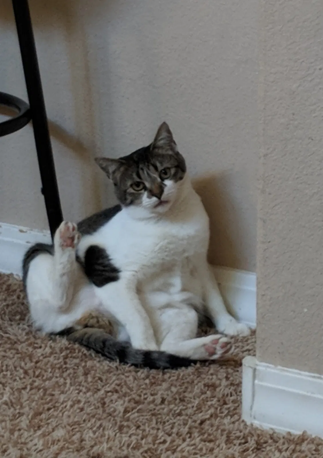Lost cat in El Paso, TX, 79912