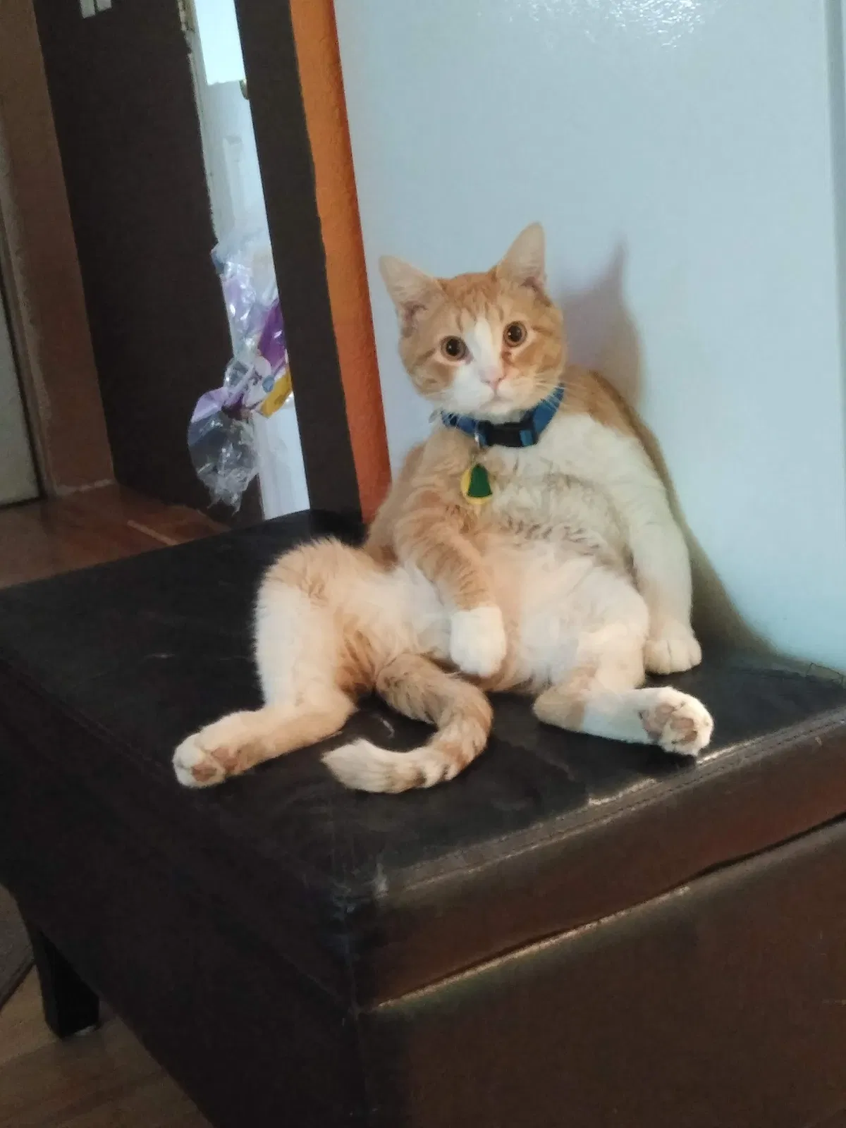 Lost cat in Greeley, CO, 80631