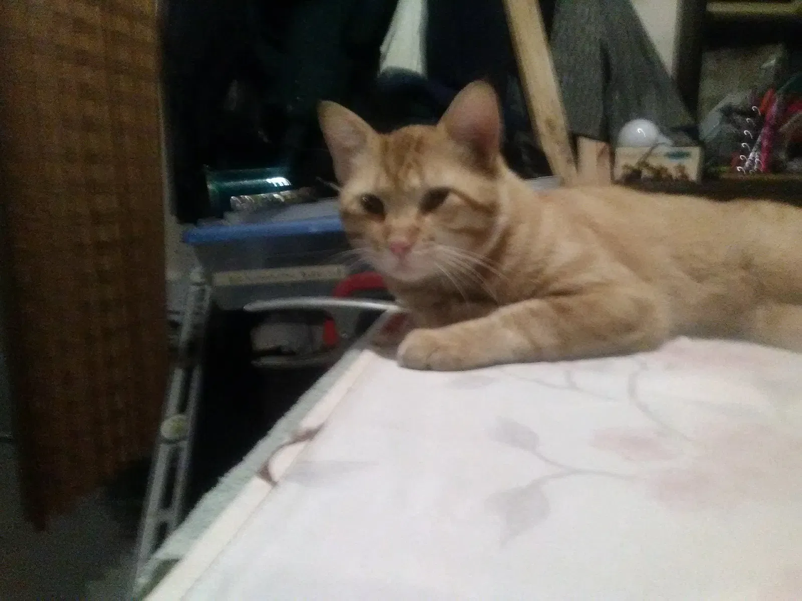 Lost cat in Salt Lake City, UT, 84107