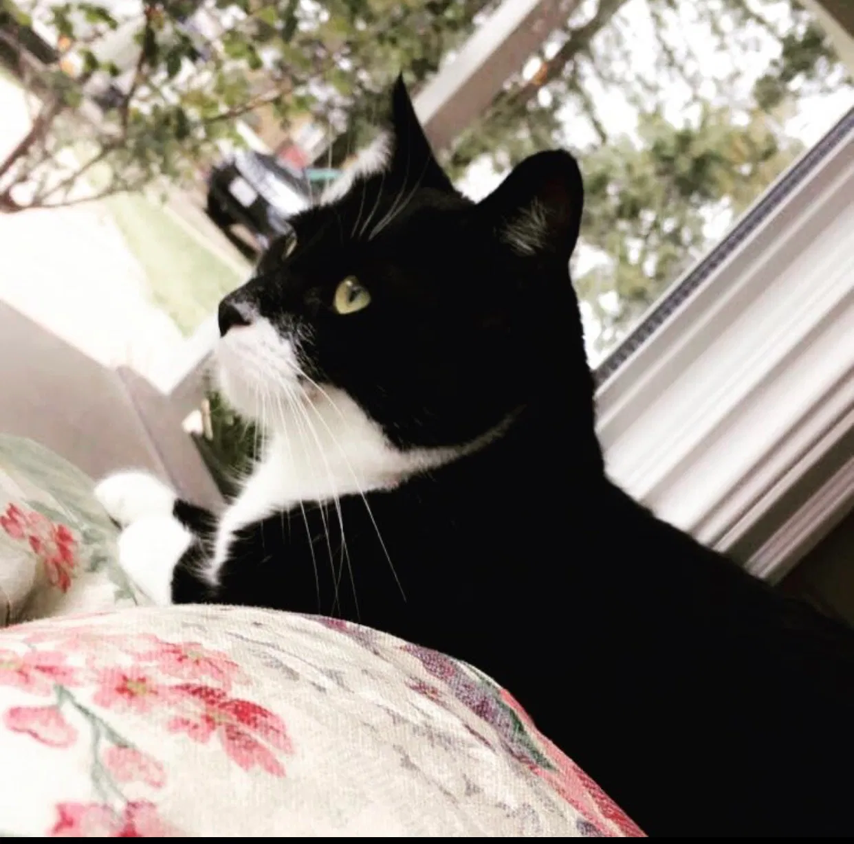 Lost cat in Escalon, CA, 95320