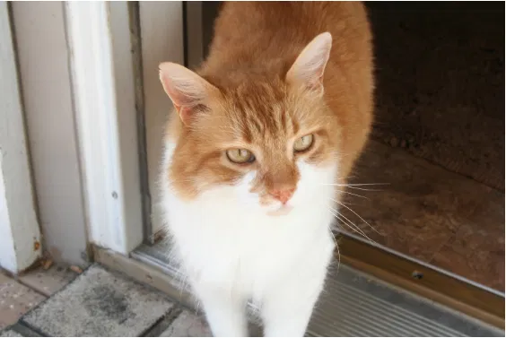 Lost cat in Zebulon, NC, 27597