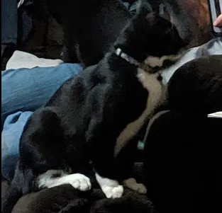 Lost cat in Odessa, TX, 79765