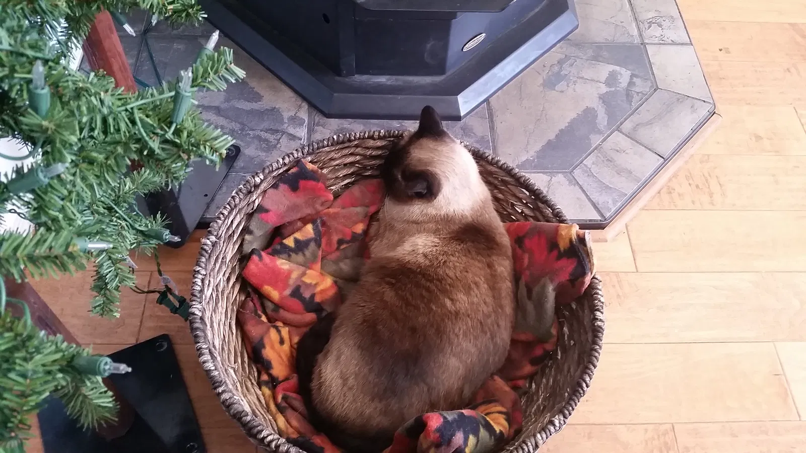 Lost cat in Chino Valley, AZ, 86323