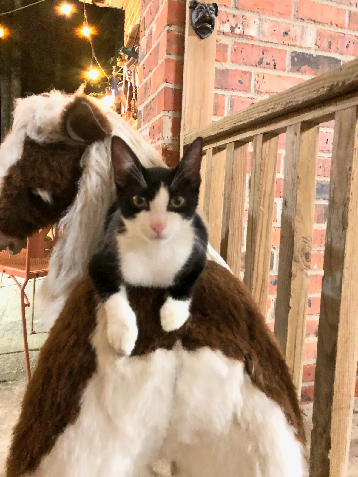 Lost cat in Broussard, LA, 70518