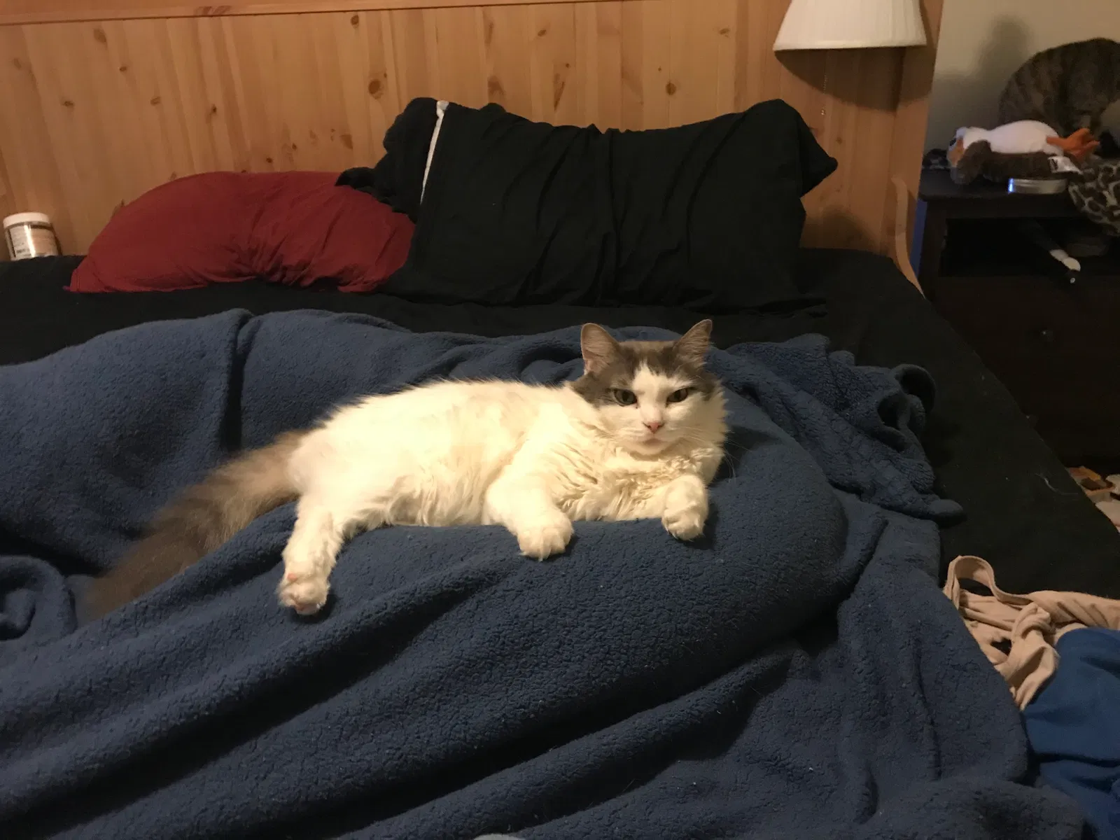 Lost cat in Austin, TX, 78729