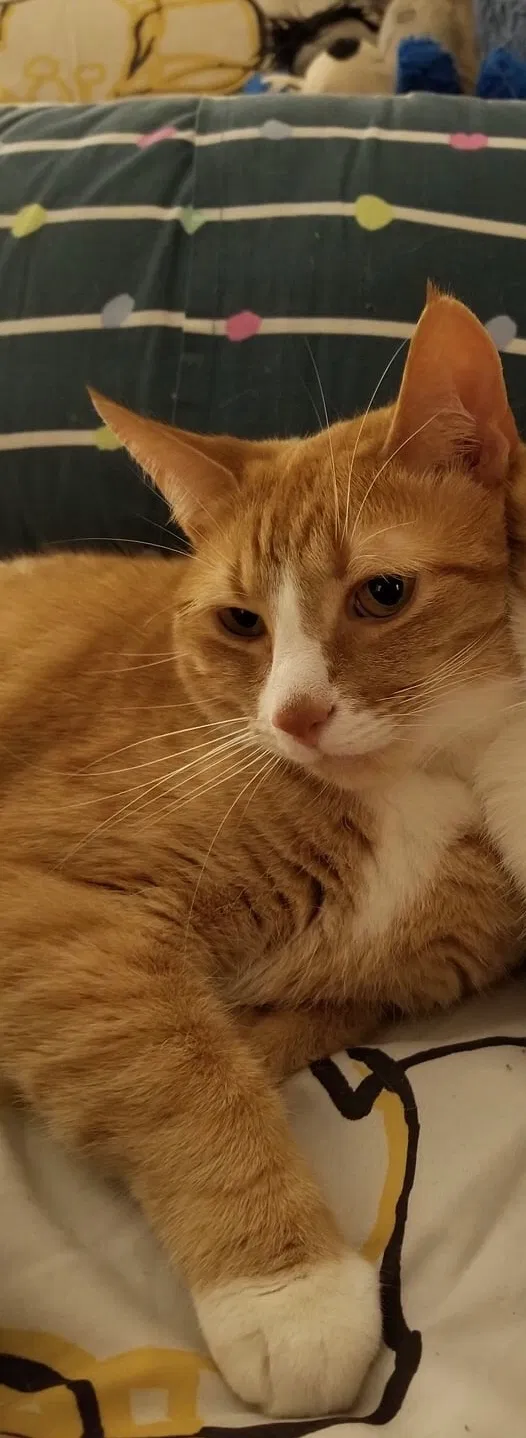 Lost cat in Knoxville, TN, 37923