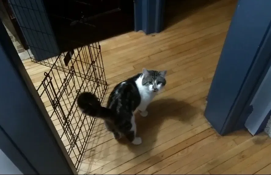 Lost cat in Minneapolis, MN, 55412