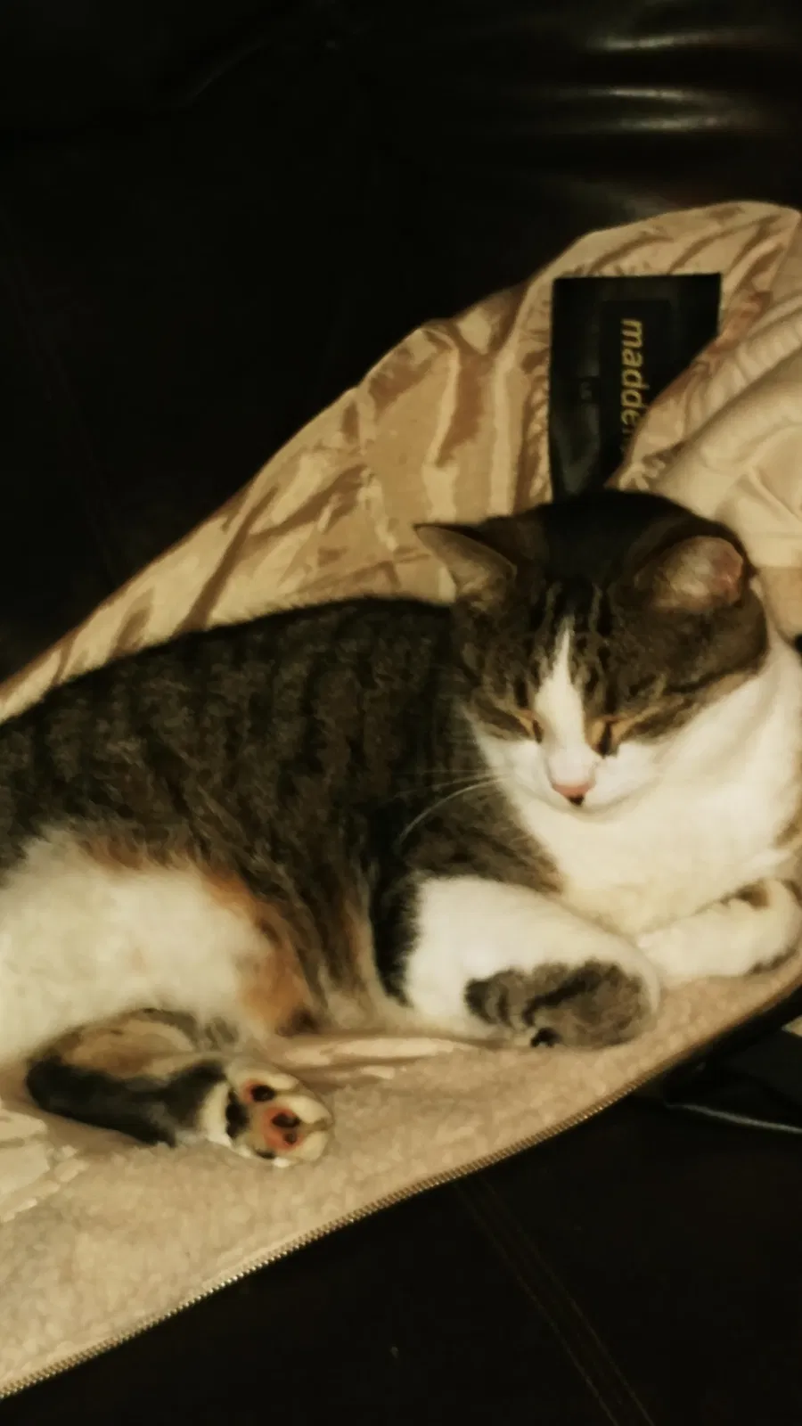 Lost cat in Macedonia, OH, 44056