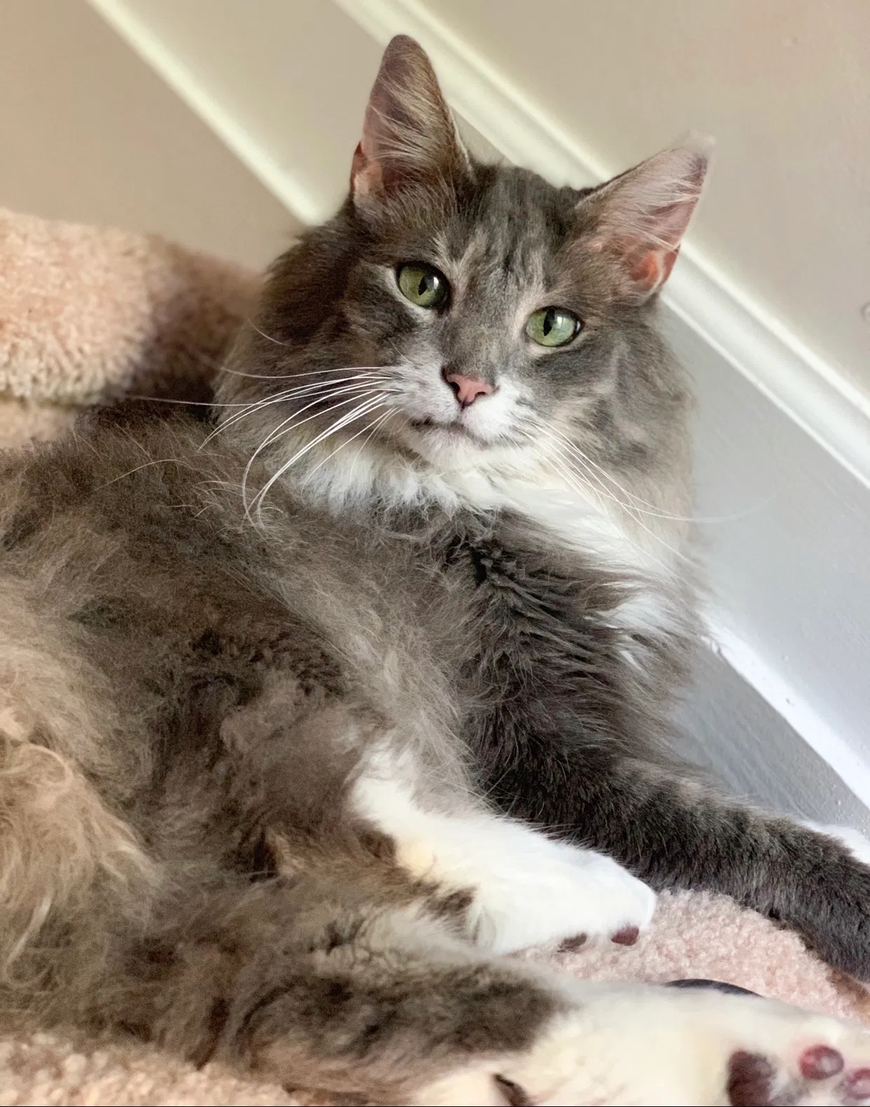 Lost cat in Piedmont, SC, 29673