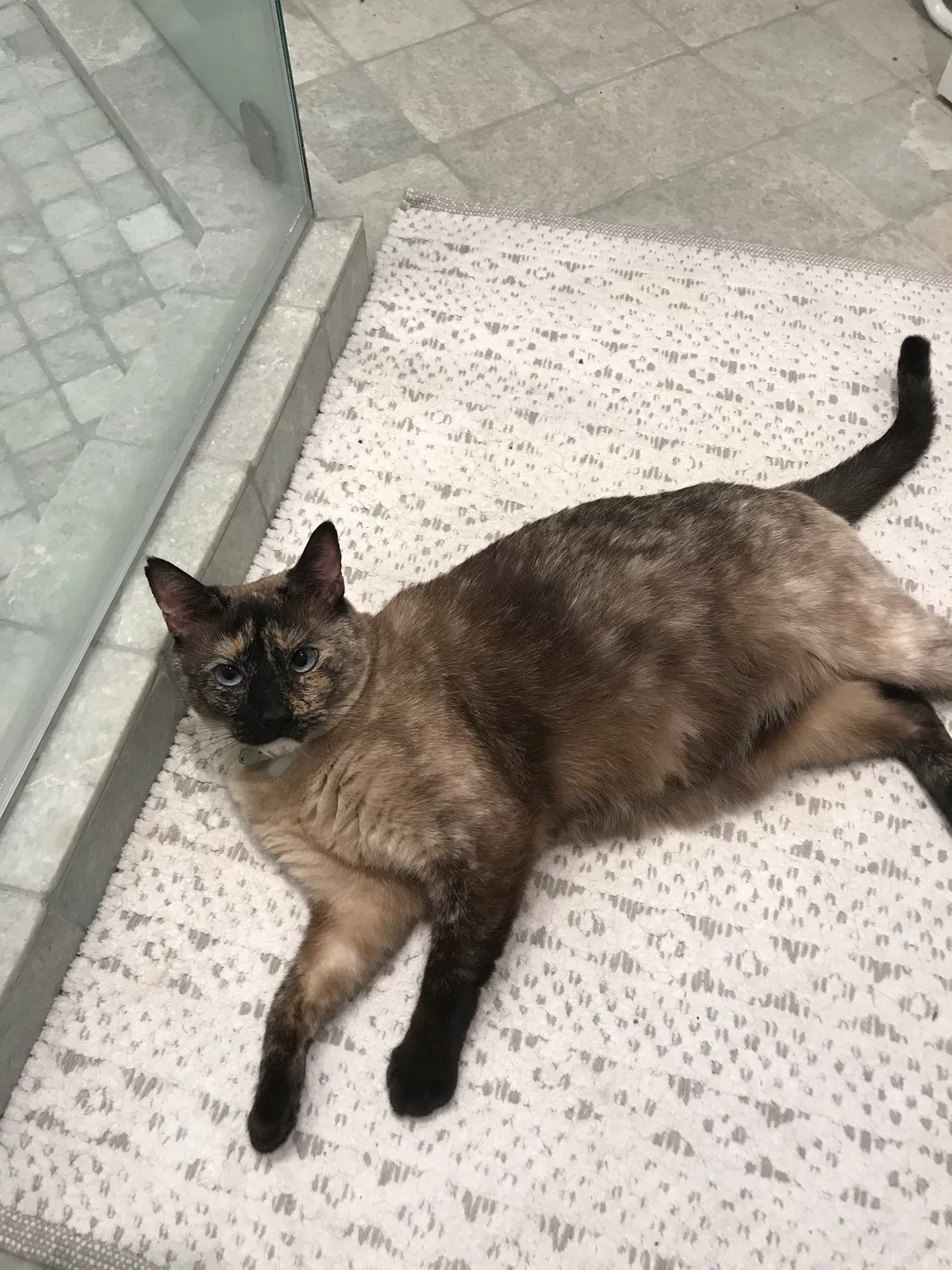 Lost cat in San Rafael, CA, 94903