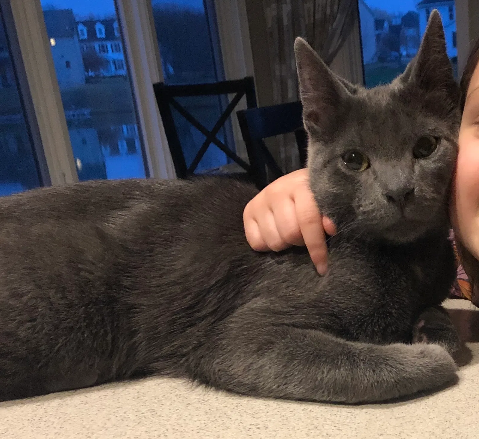 Lost cat in Lancaster, NY, 14086