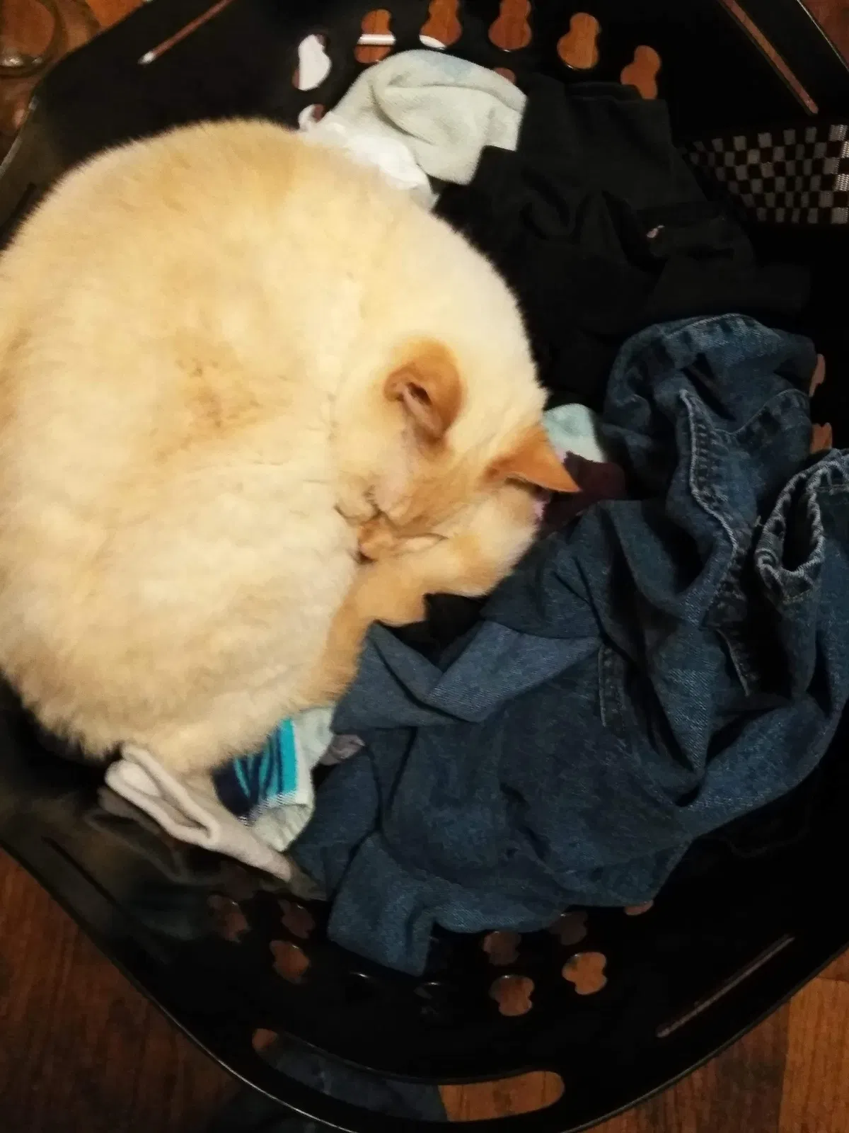 Lost cat in Indianapolis, IN, 46203