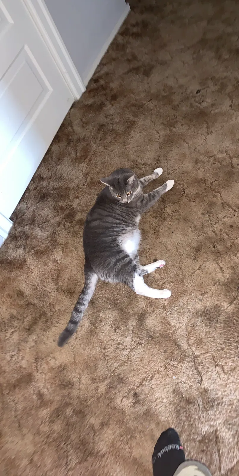 Lost cat in Everett, WA, 98201