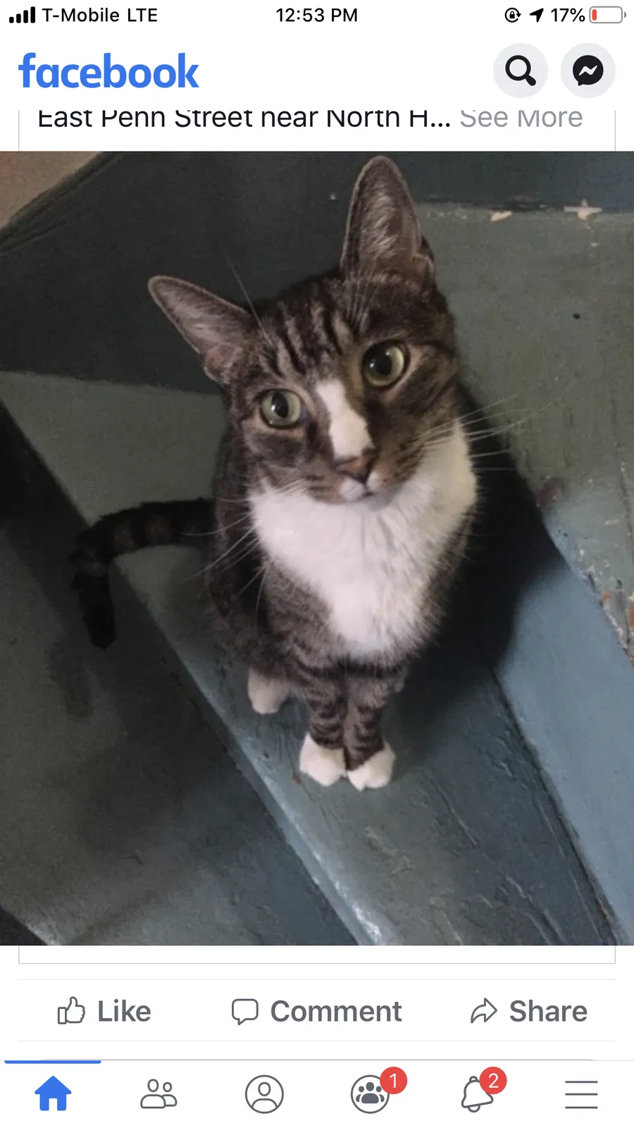 Lost cat in Carlisle, PA, 17013