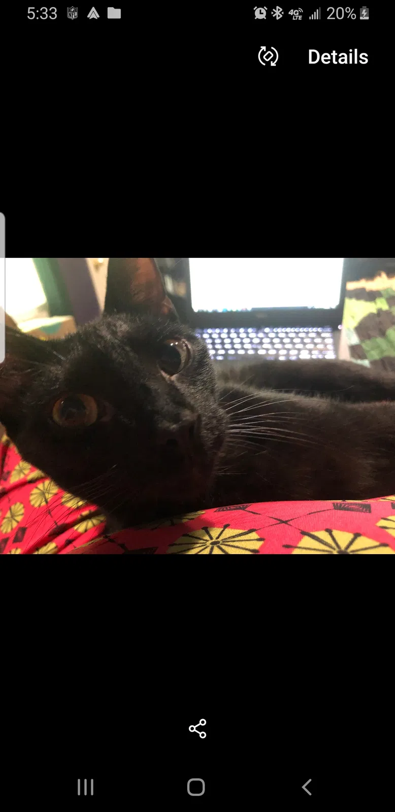 Lost cat in Lawrence, MI, 49064